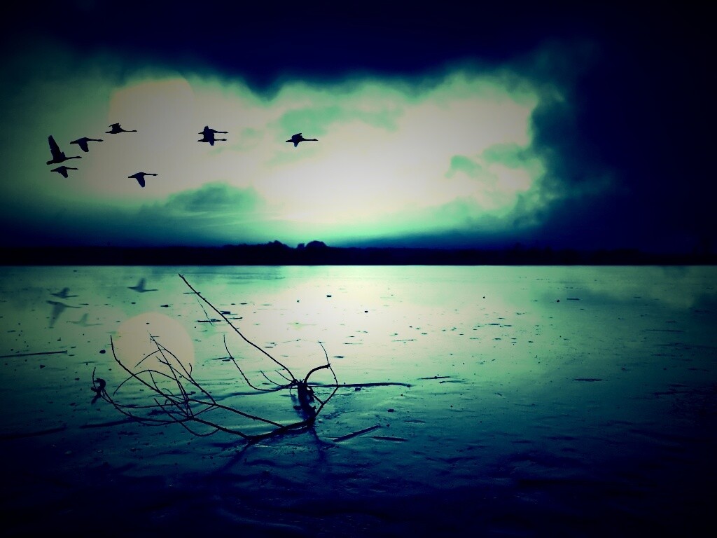 Полет птиц над озером обои