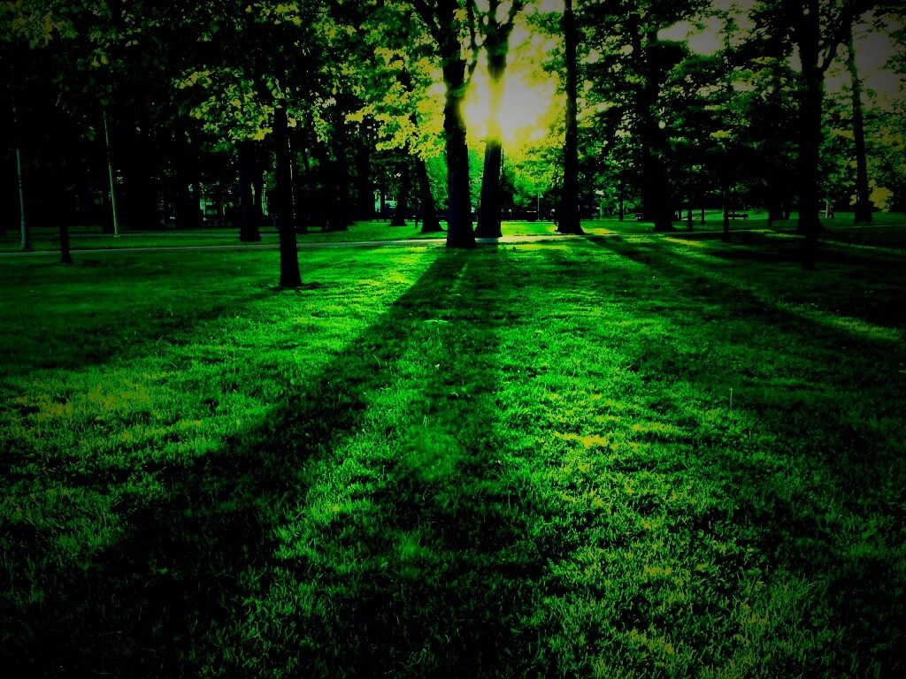 Лучи солнца сквозь листву деревьев обои