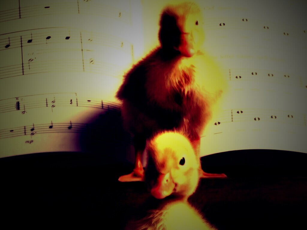 Музыкальные утята обои