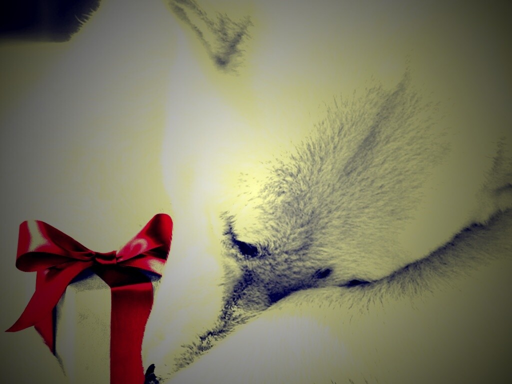 Белый мишка с подарком обои