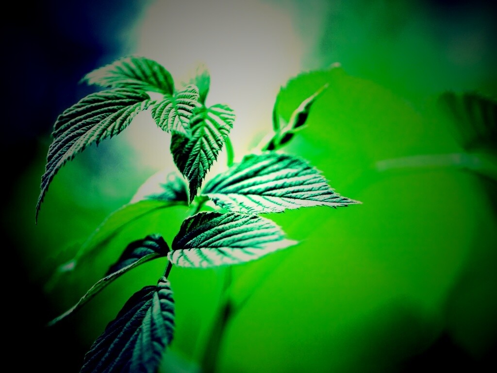 Листья малины обои