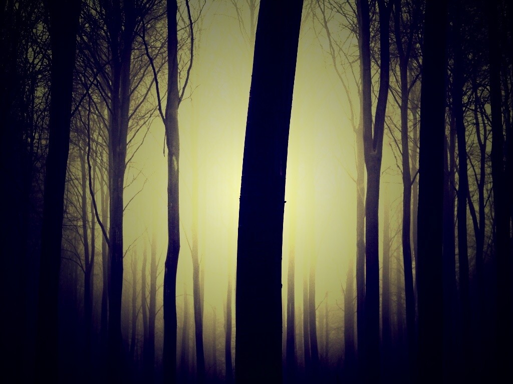 Туман в лесу обои