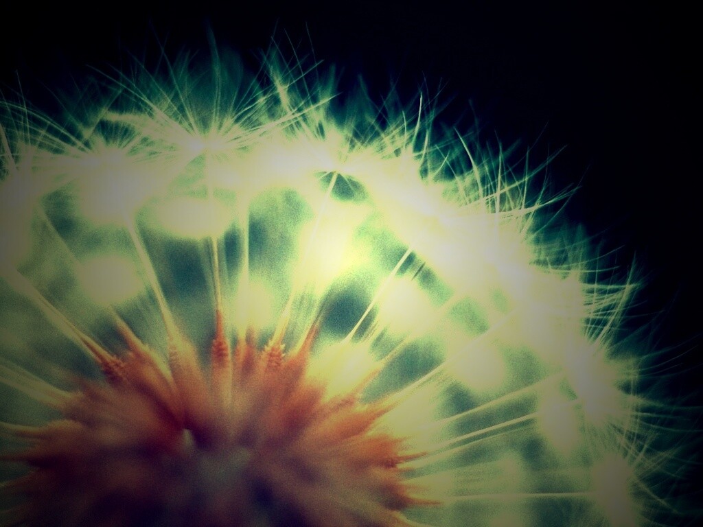 Макро фото одуванчика обои