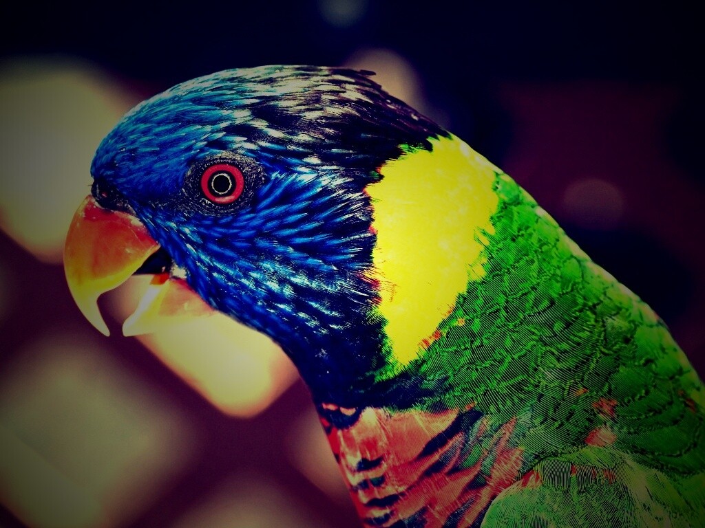 Красноглазйы попугай обои