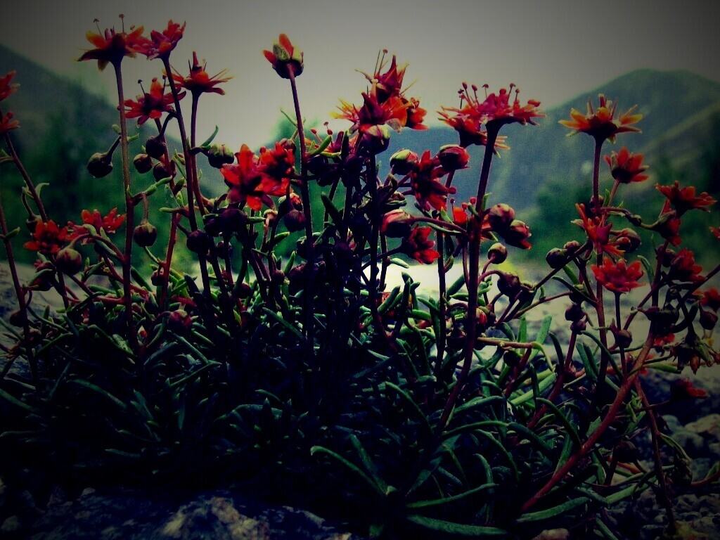 Горные цветы обои