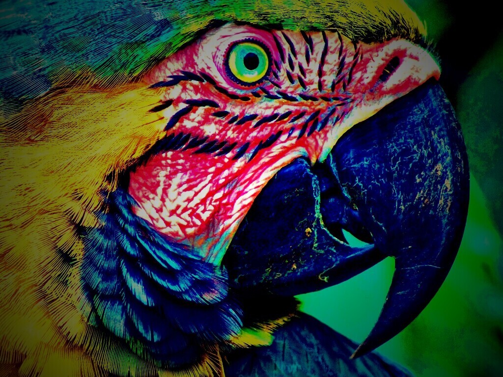 Попугай обои