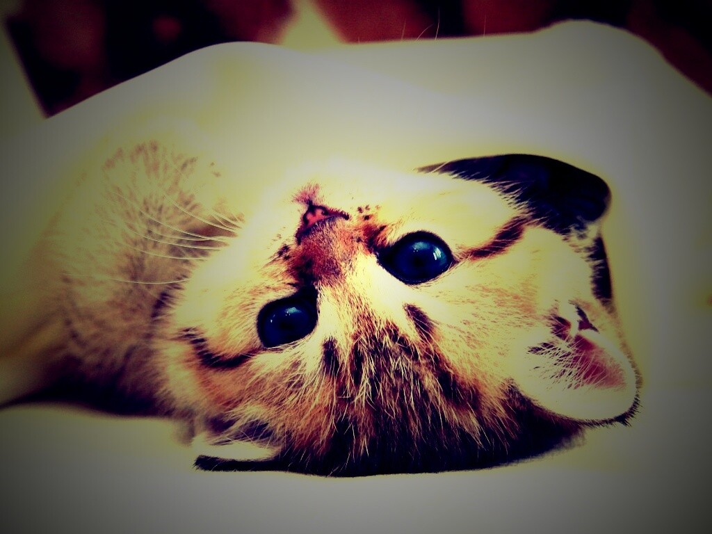 Котёнок вверх ногами обои