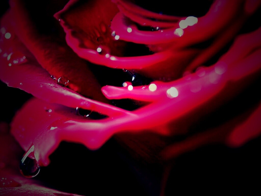 Капли на лепестках розы обои