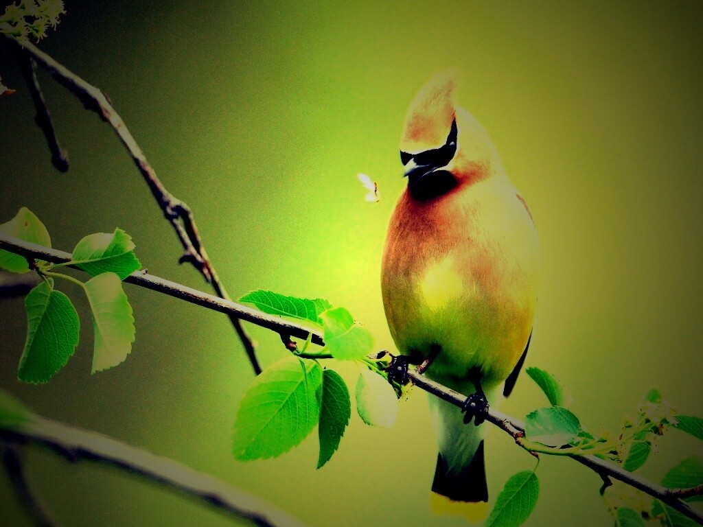 Оранжевая птичка обои