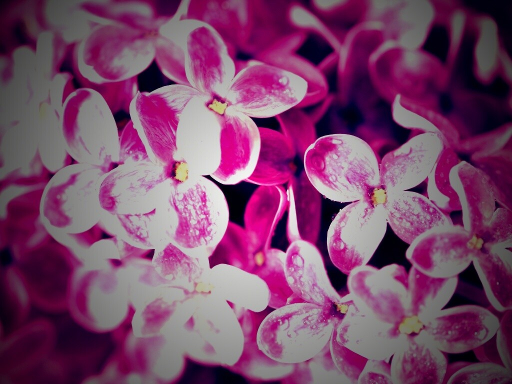 Цветы сирени обои