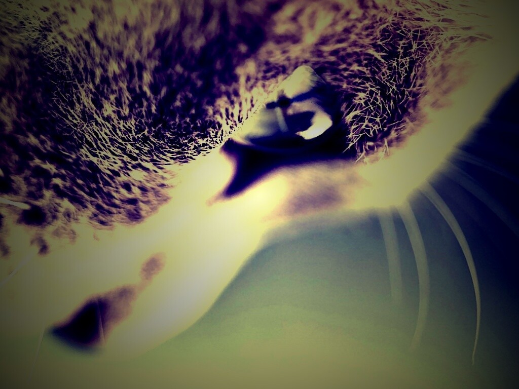 Макро фото мордашки кота обои