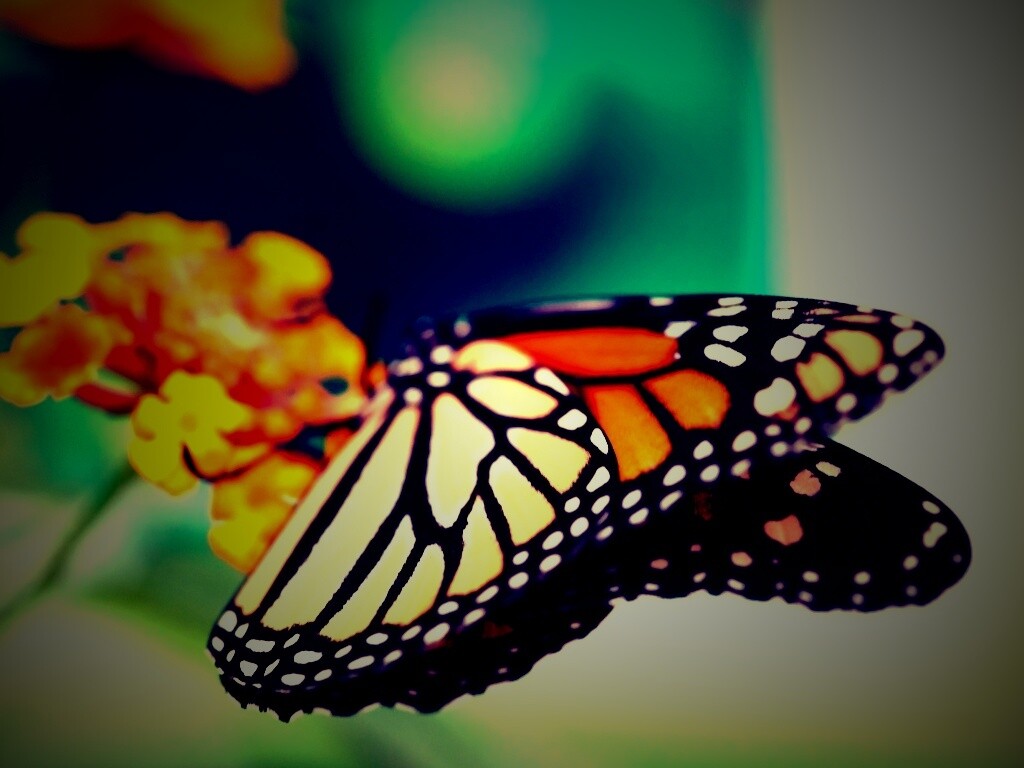 Бабочка на цветке в макро обои