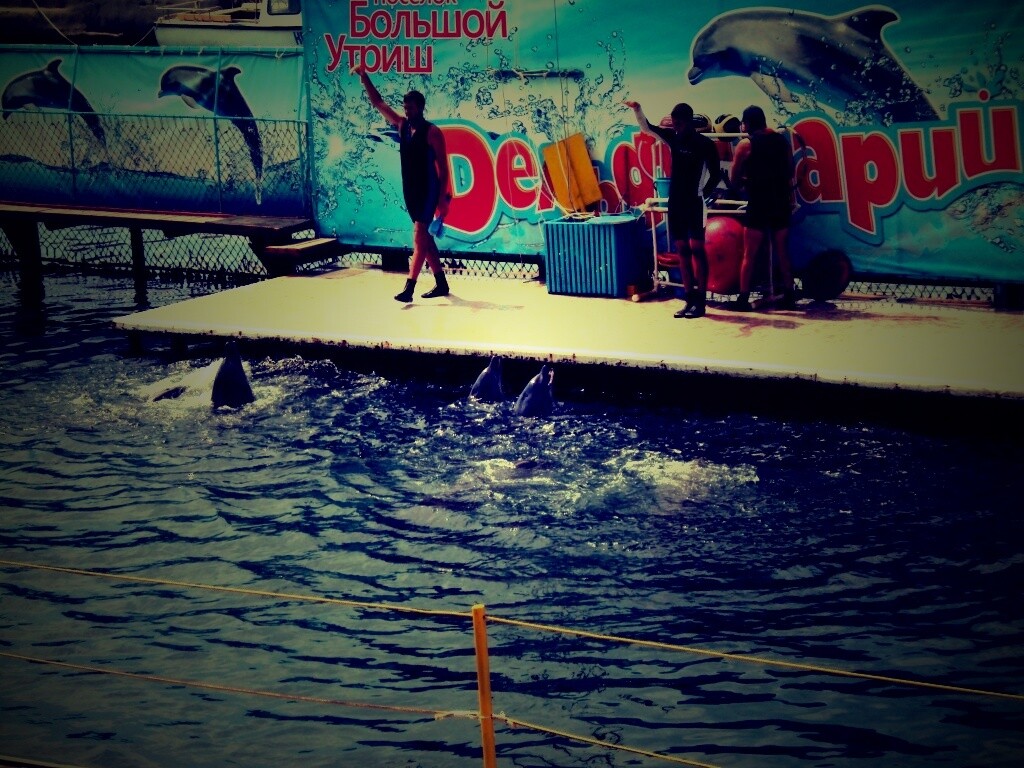 Утро в дельфинарии обои