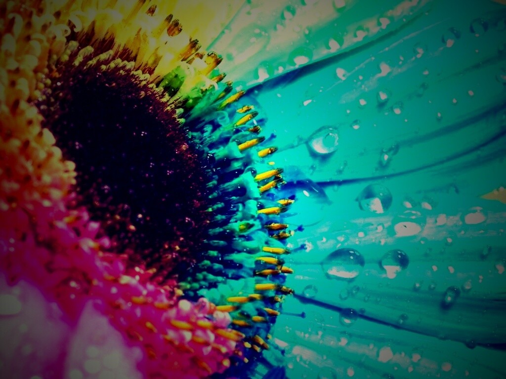 Цветик семицветик обои