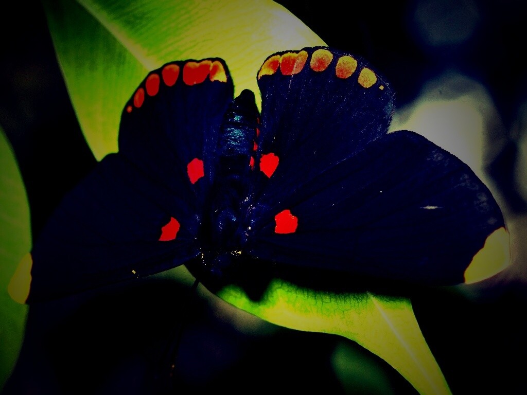 Бабочка на листе обои