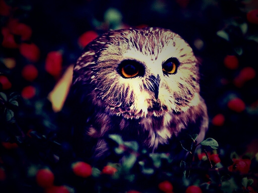 Маленькая сова в ягодах обои