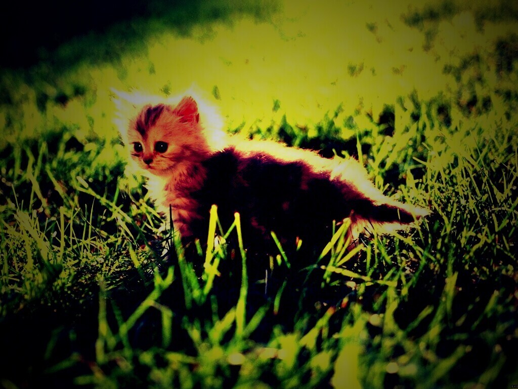 Котёнок в траве обои