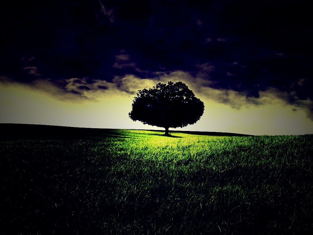 Одинокое дерево под грозовым небом обои