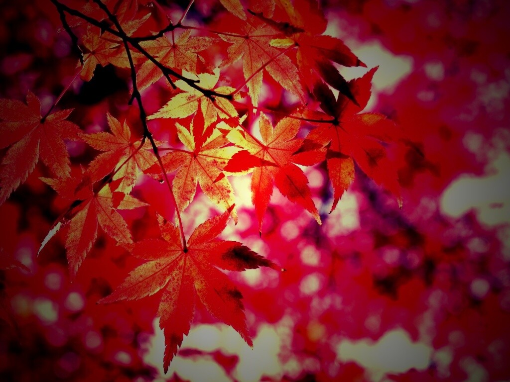 Осенние листья обои