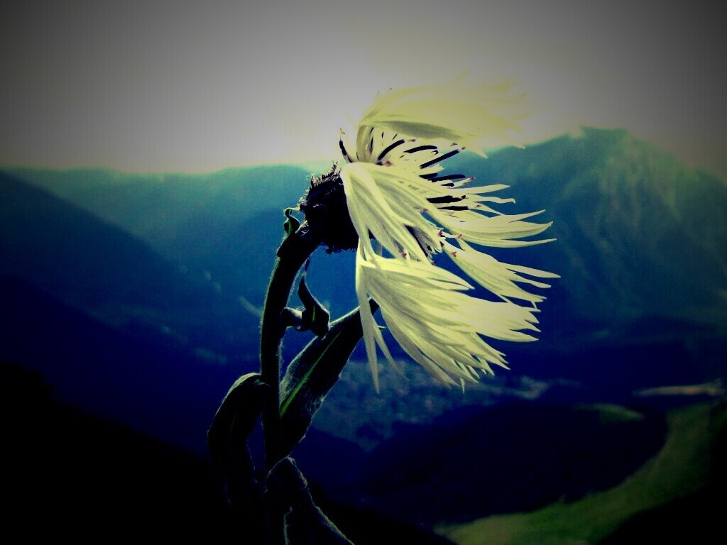 Горный цветок обои