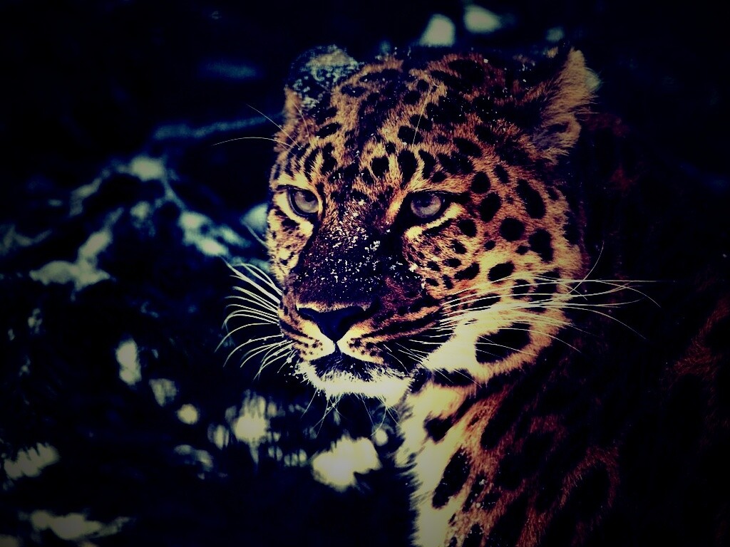 Леопард у заснеженной ели обои