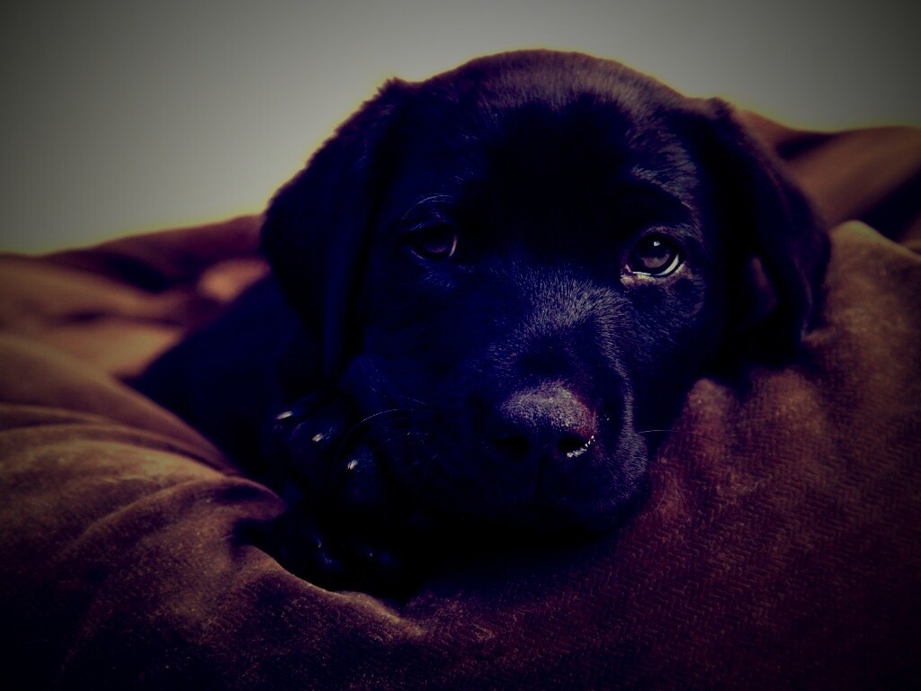 Сонный щенок немецкого поинтера обои