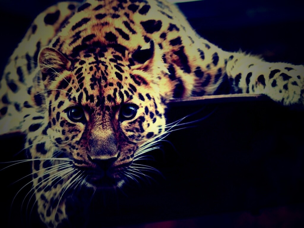 Леопард в зоопарке обои