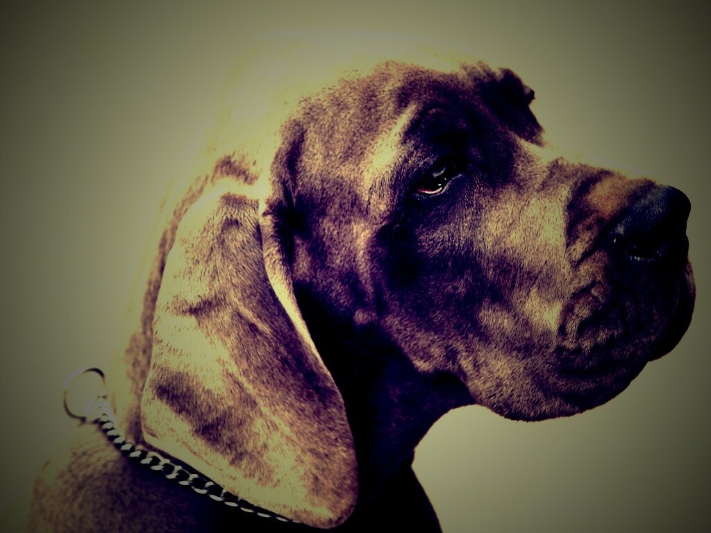 Грустная собака обои
