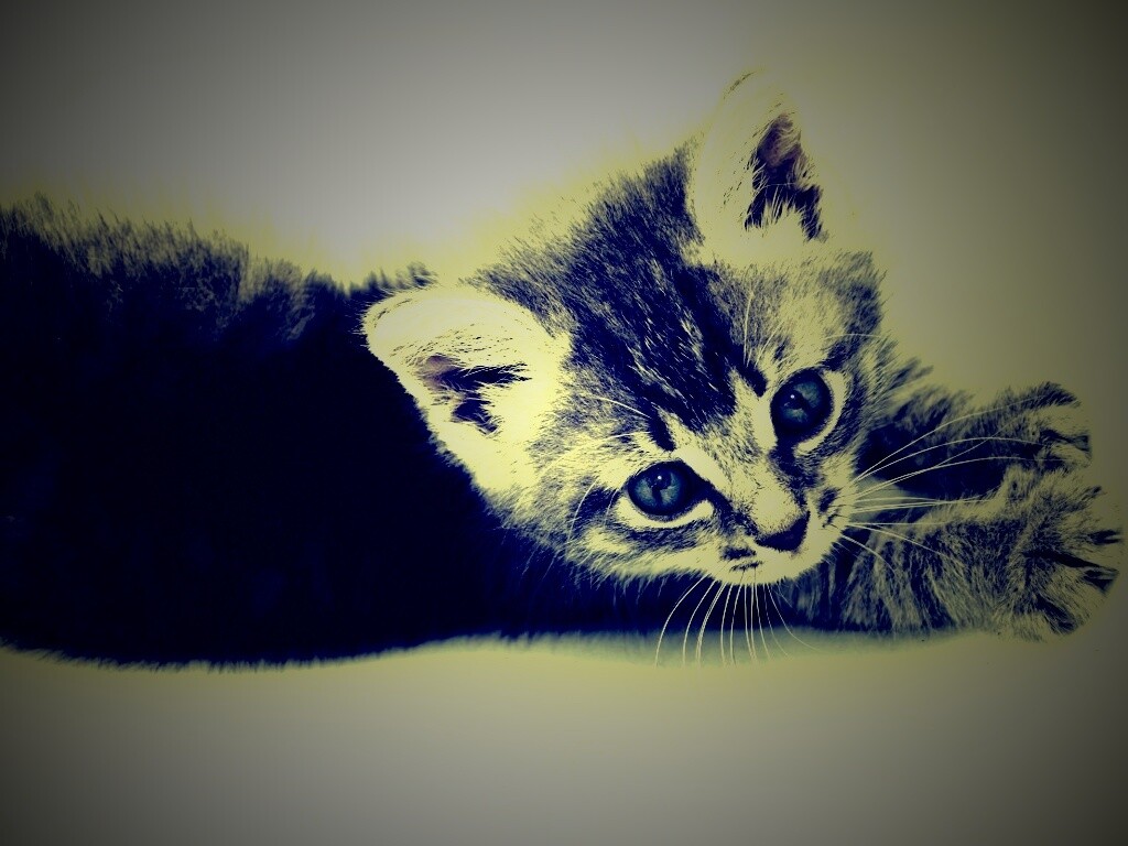 Котёнок обои