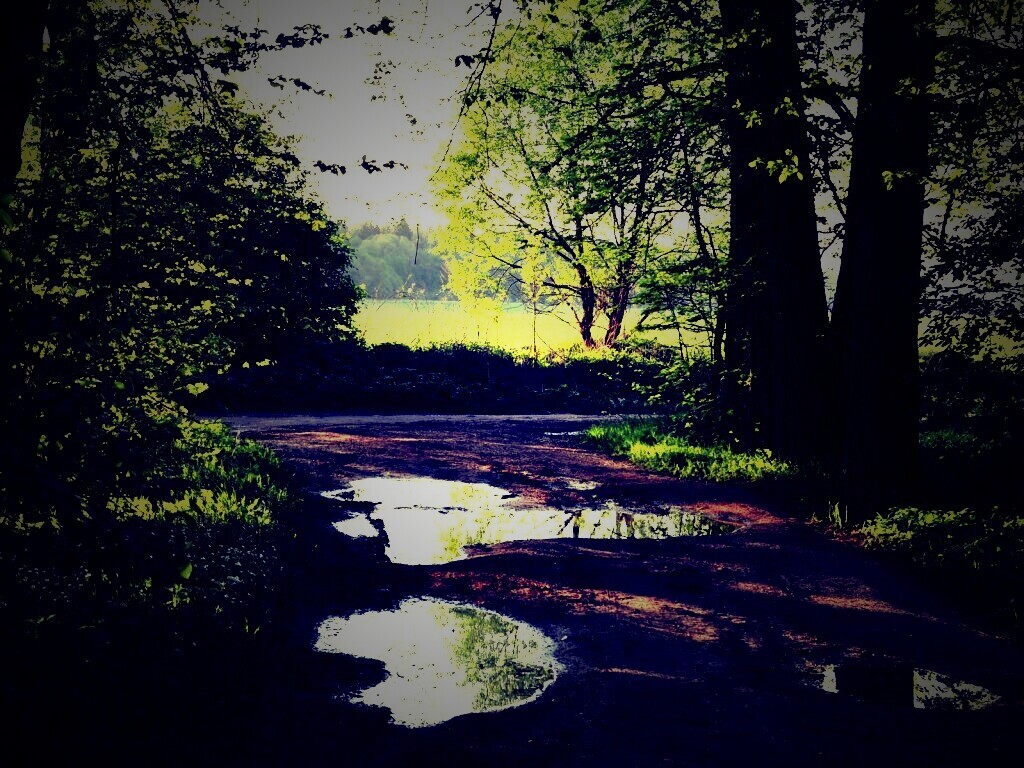 Лесная дорога обои