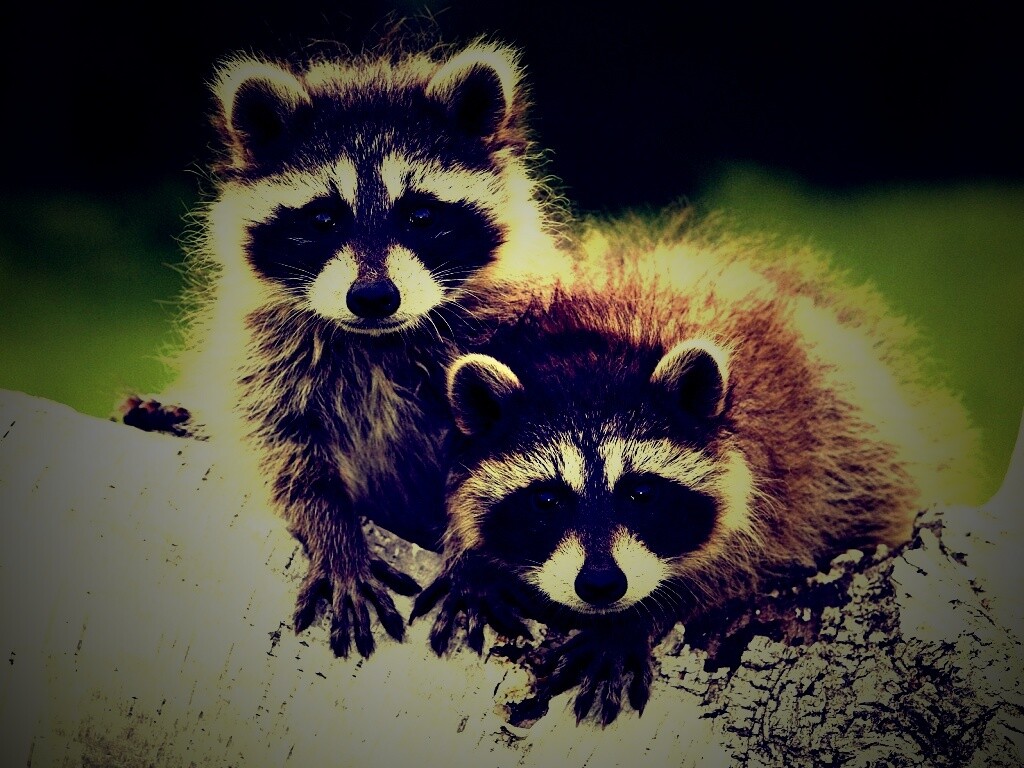 Полосатики обои