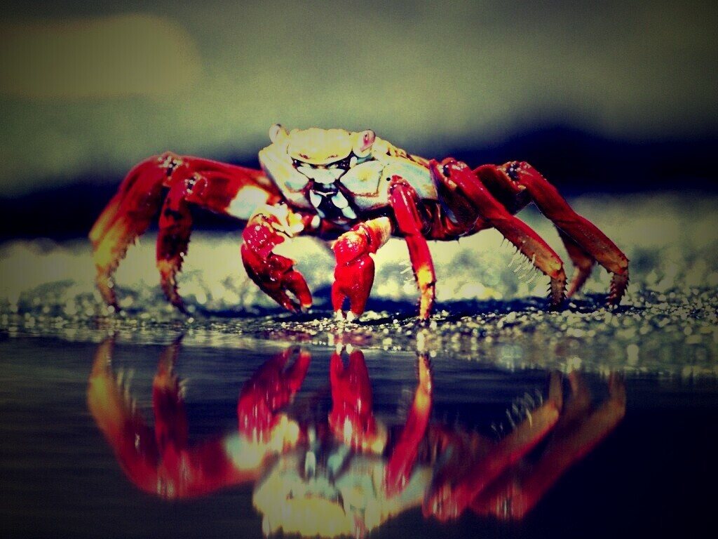 Краб обои