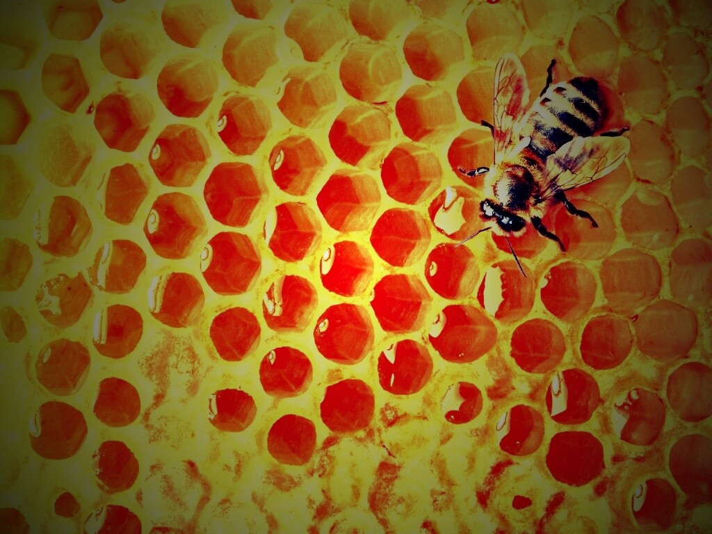 Пчела на сотах с медом обои