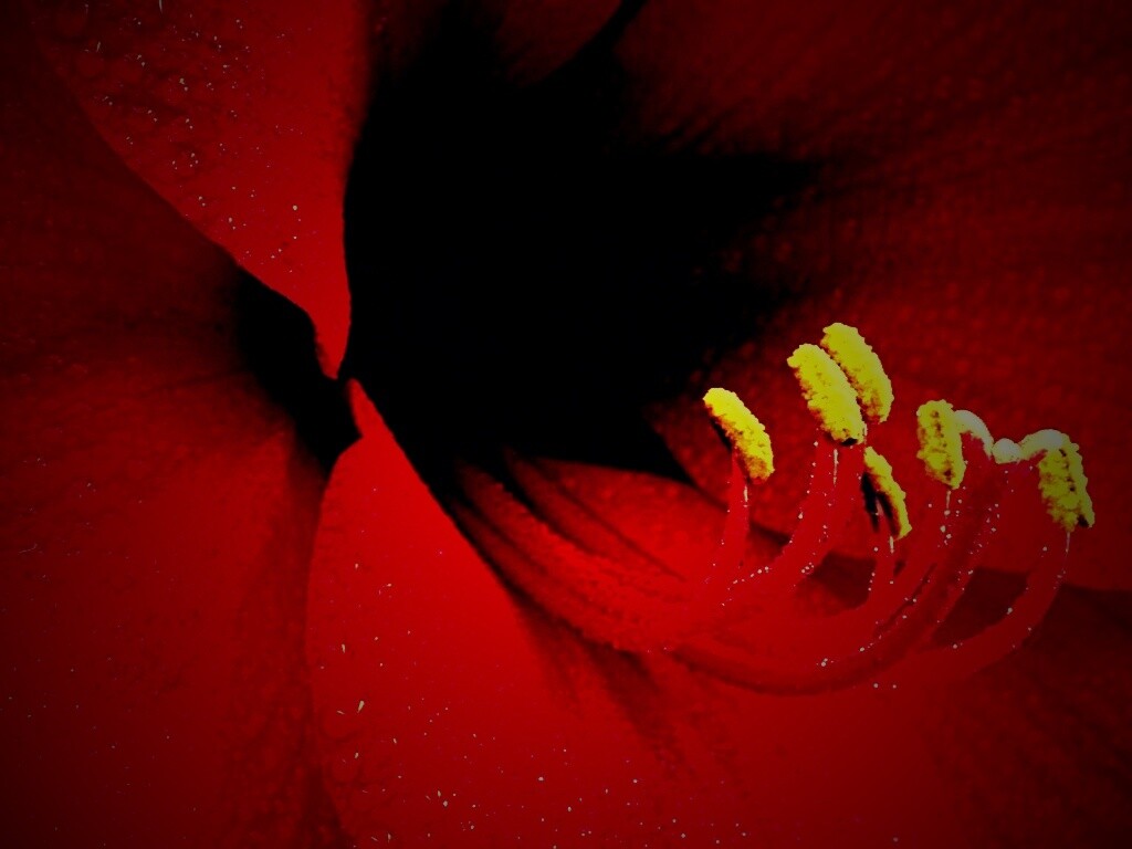 Красная манящая лилия обои