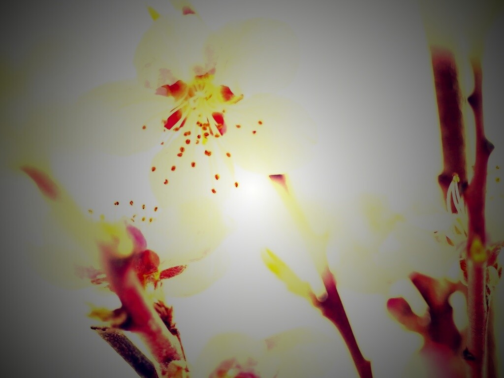 Нежные розовые цветы обои