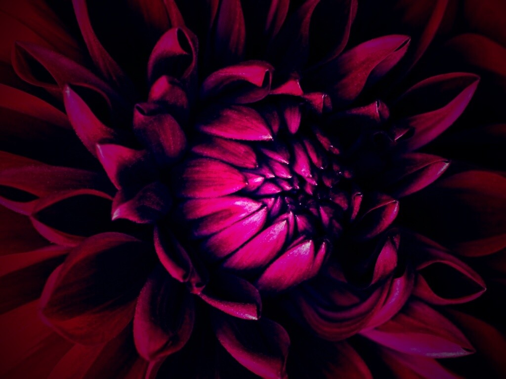 Цветок обои