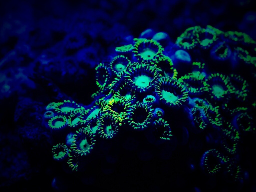 Морское дно обои