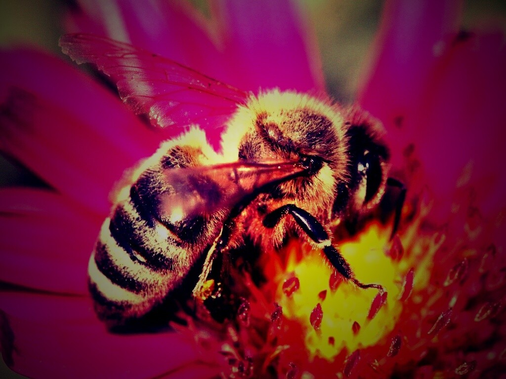 Пчела на цветке обои