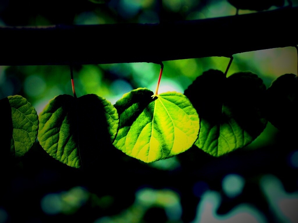 Ветка с зелеными листочками обои