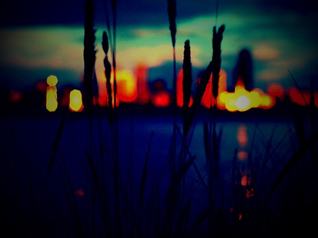 Камыш на фоне вечерних огней обои