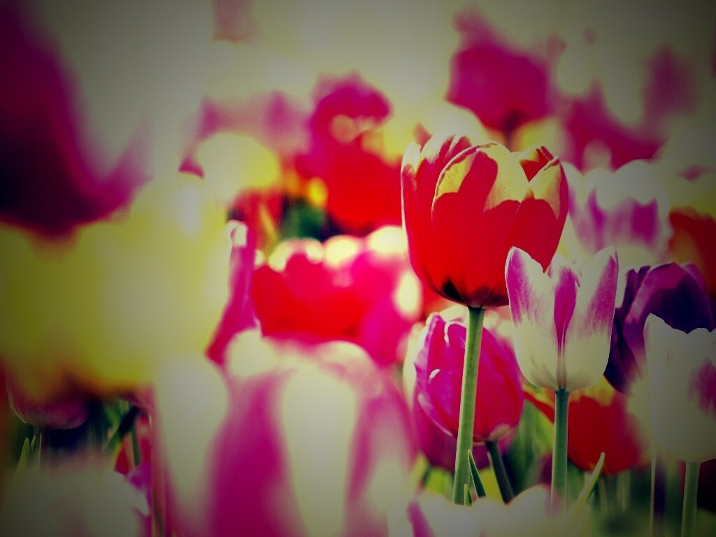 Красивые тюльпаны обои