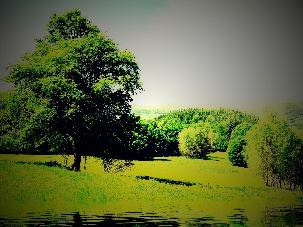 Дерево у воды обои