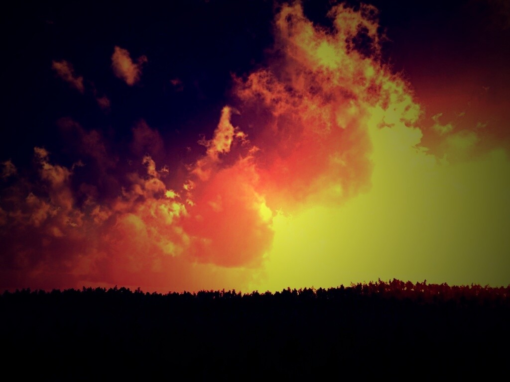 Закат над лесом обои