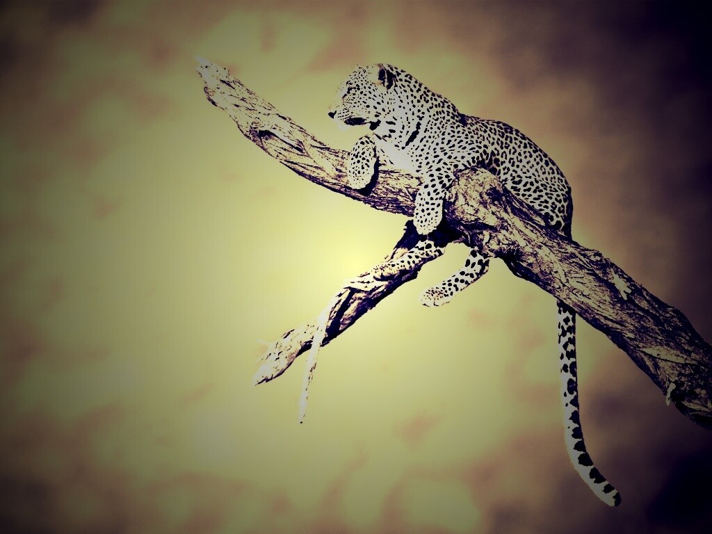 Ягуар на дереве обои