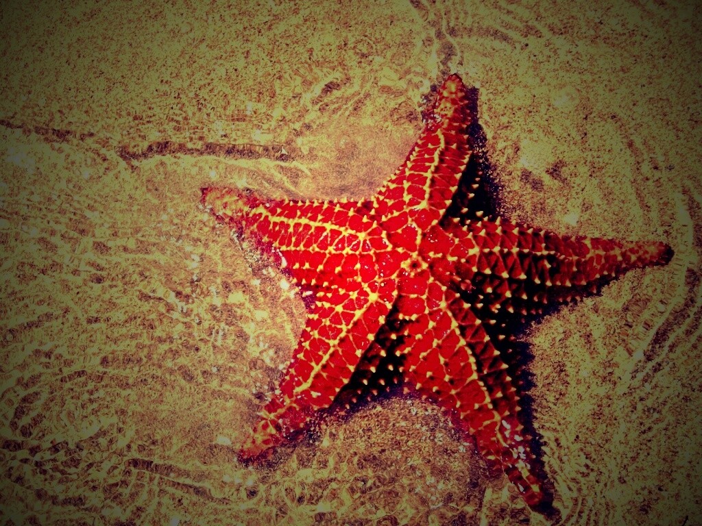 Морская звезда обои