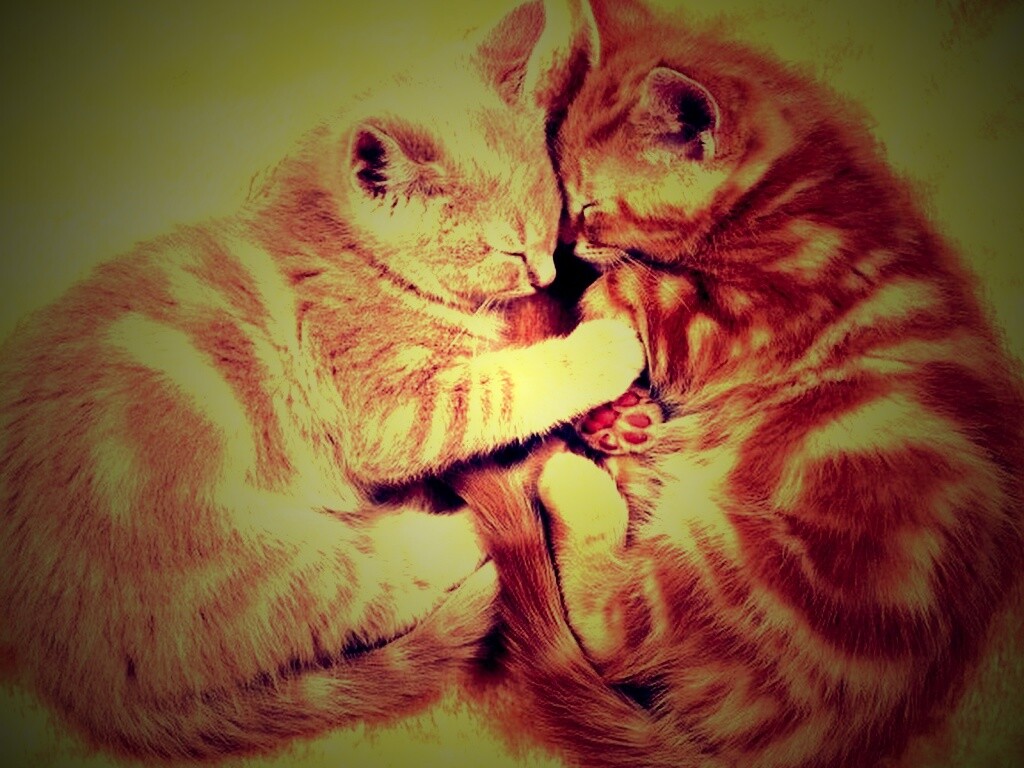 Рыжие котята в обнимку обои