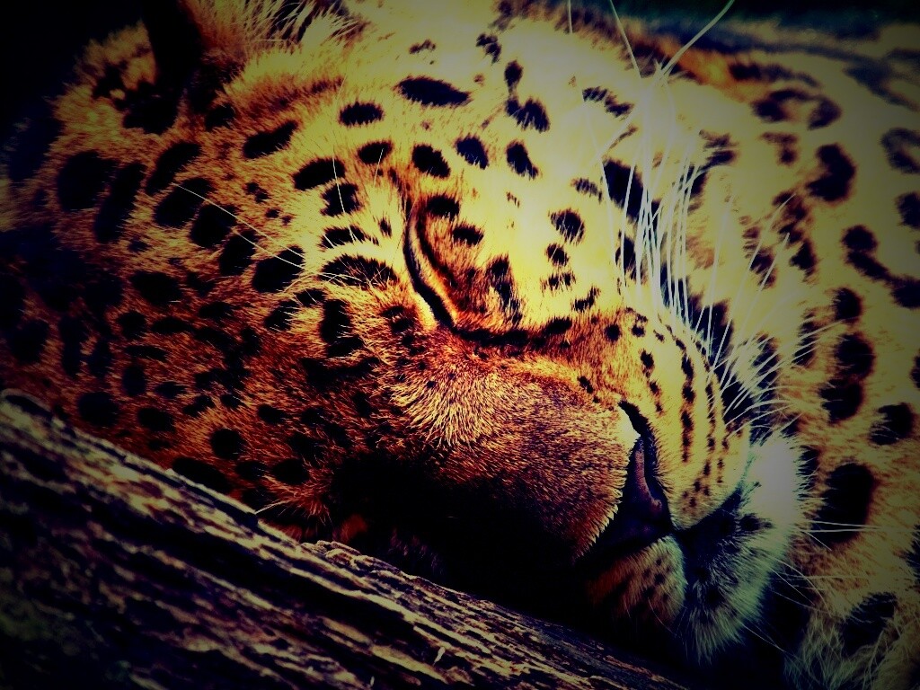 Спящий хищник обои