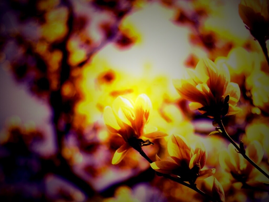 Желтые цветы распустились обои