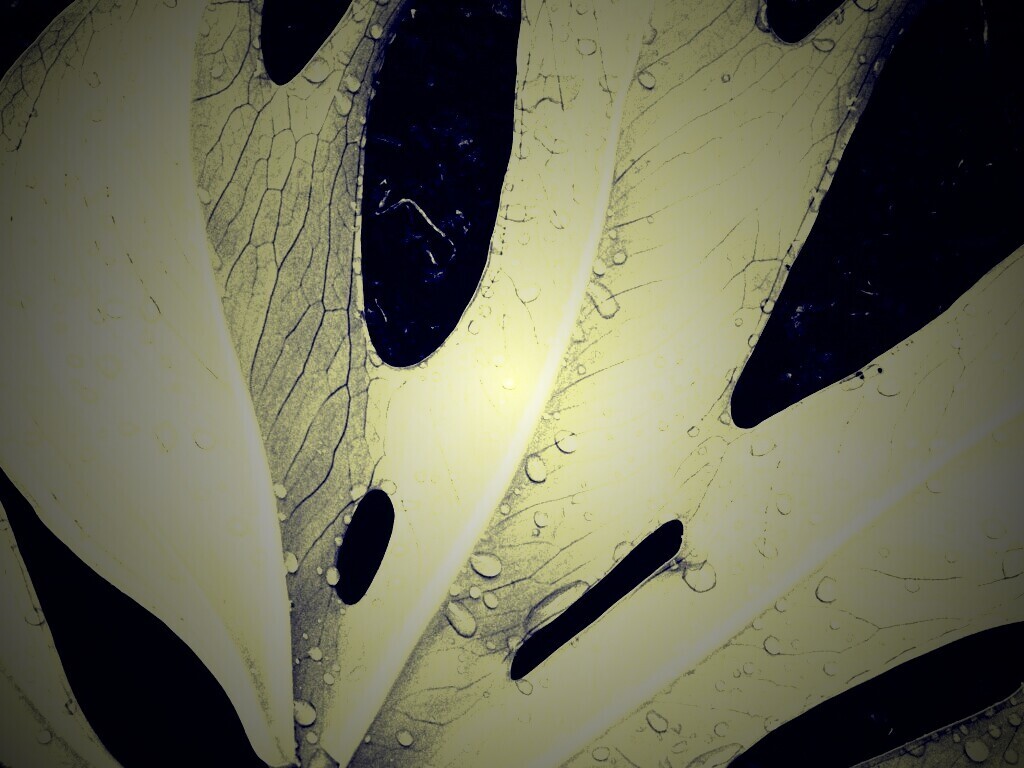 Белый лист обои