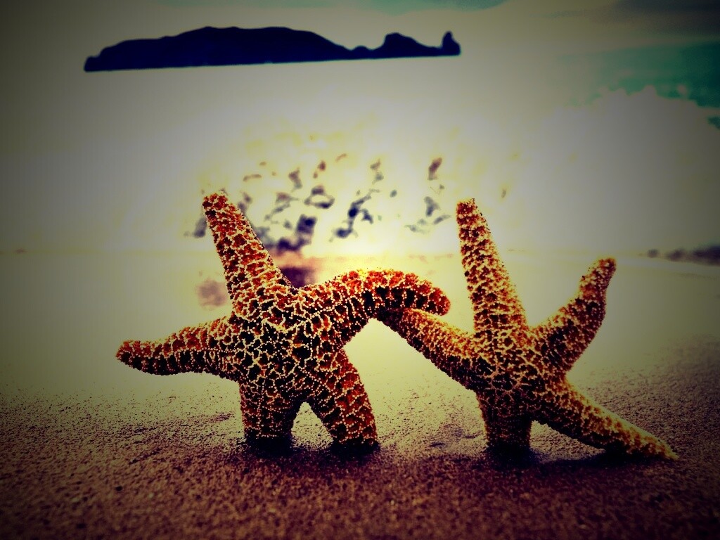 Две морские звезды обои